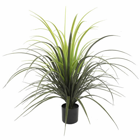 Yucca Grass Plant UV