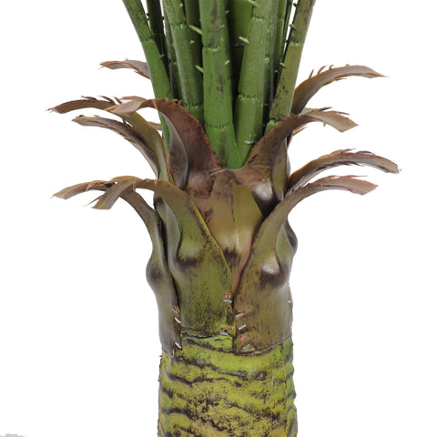 Baby Kentia Palm UV 95cm