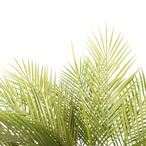 Kentia Palm Double Trunk UV 120cm