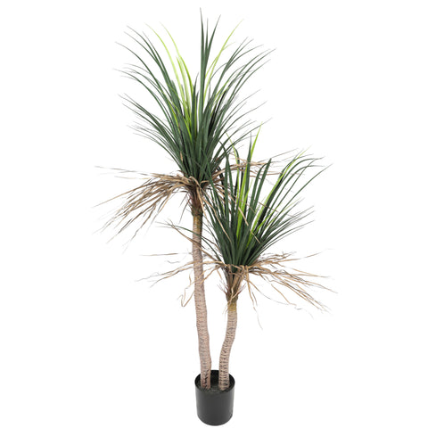 Grass Yucca Tree Double Trunk UV