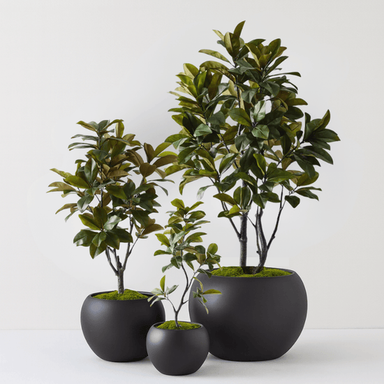 Rubber Tree | Evergreen Walls
