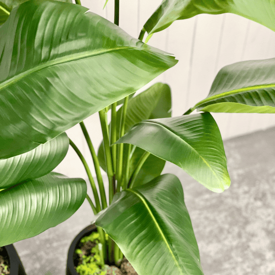 Artificial Bird of Paradise | Evergreen Walls