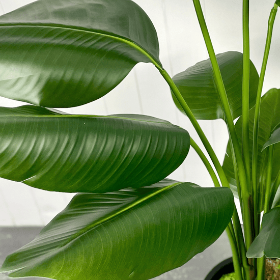 Artificial Bird of Paradise | Evergreen Walls