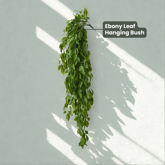 Ebony Leaf Hanging Bush | Evergreen Walls