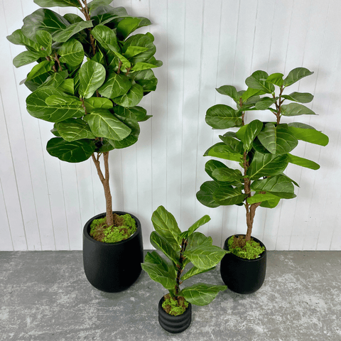 Artificial Fiddle Leaf Trees
