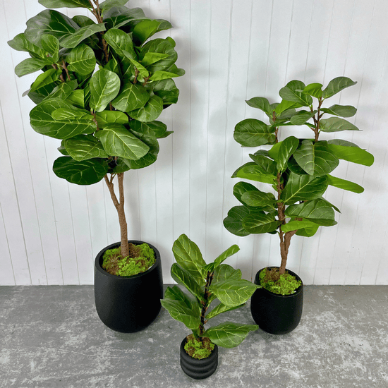 Artificial Fiddle Leaf Trees | Evergreen Walls