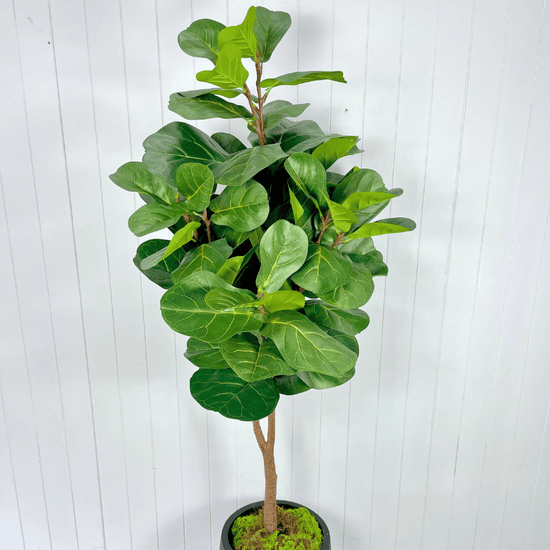 Artificial Fiddle Leaf Trees | Evergreen Walls