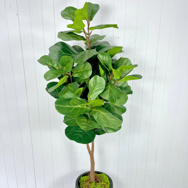 Artificial Fiddle Leaf Trees