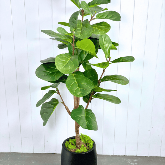 Artificial Fiddle Leaf Trees | Evergreen Walls