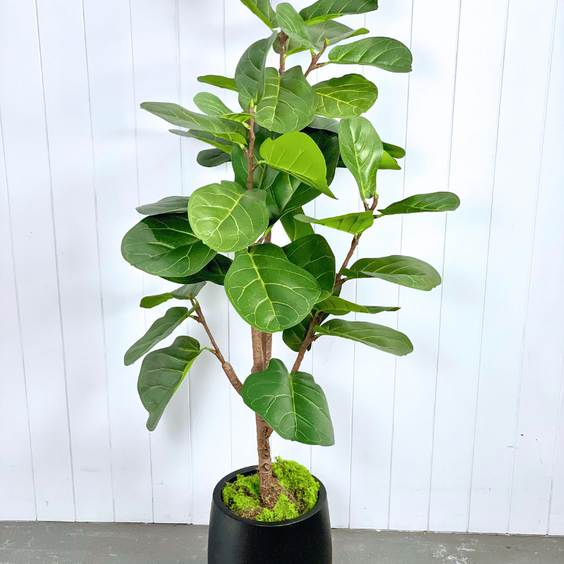 Artificial Fiddle Leaf Trees