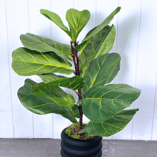 Artificial Fiddle Leaf Trees | Evergreen Walls