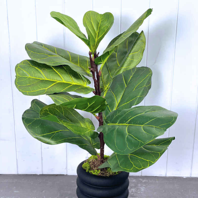Artificial Fiddle Leaf Trees