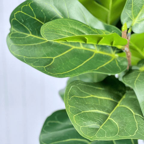 Artificial Fiddle Leaf Trees