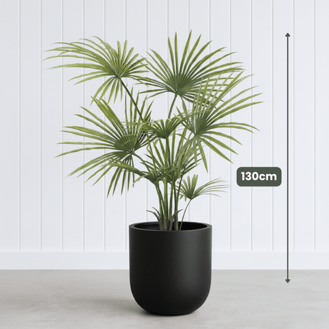Kwai Palm UV