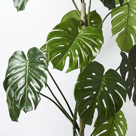 Monstera Vine Plant