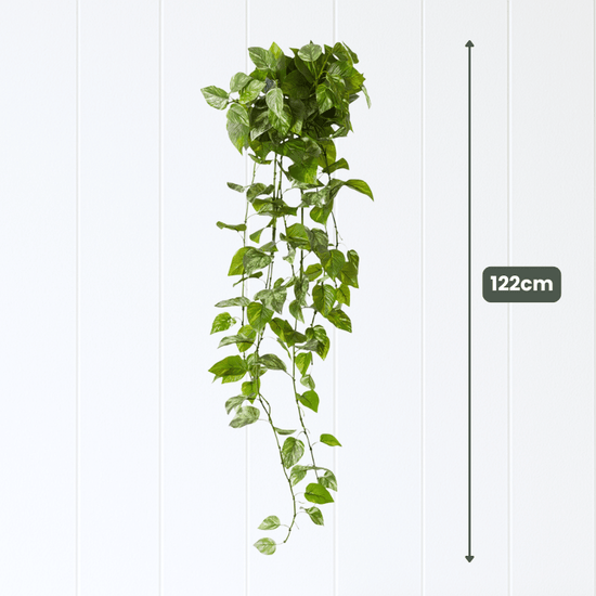 Pothos Hanging Bush Variegated UV | Evergreen Walls