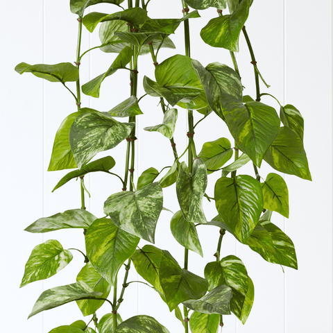 Pothos Hanging Bush Variegated UV