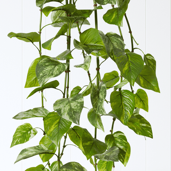 Pothos Hanging Bush Variegated UV | Evergreen Walls
