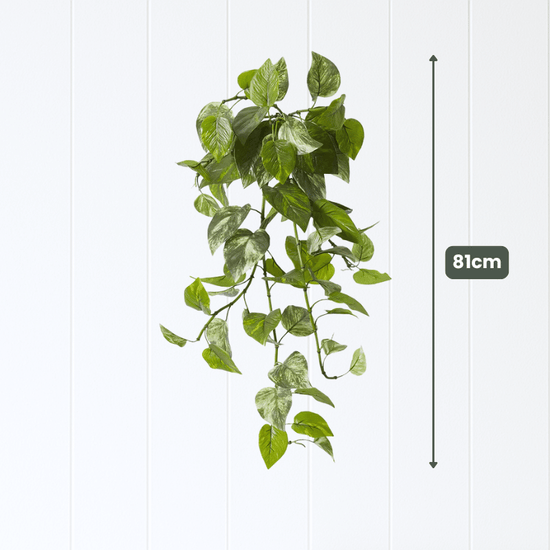 Pothos Hanging Bush Variegated UV | Evergreen Walls