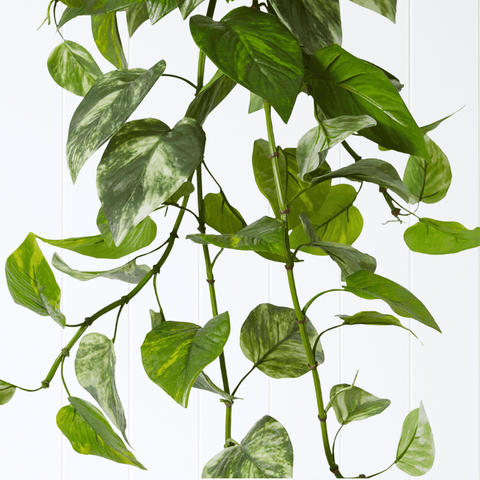 Pothos Hanging Bush Variegated UV