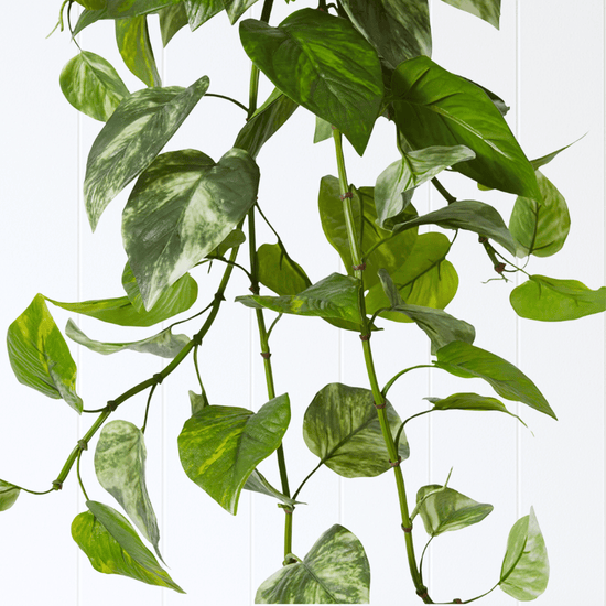 Pothos Hanging Bush Variegated UV | Evergreen Walls