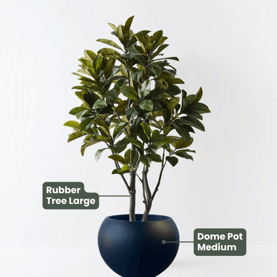 Rubber Tree | Evergreen Walls