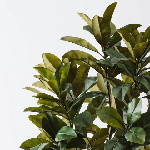 Rubber Tree