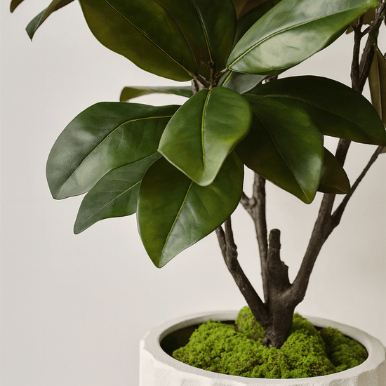 Rubber Tree | Evergreen Walls