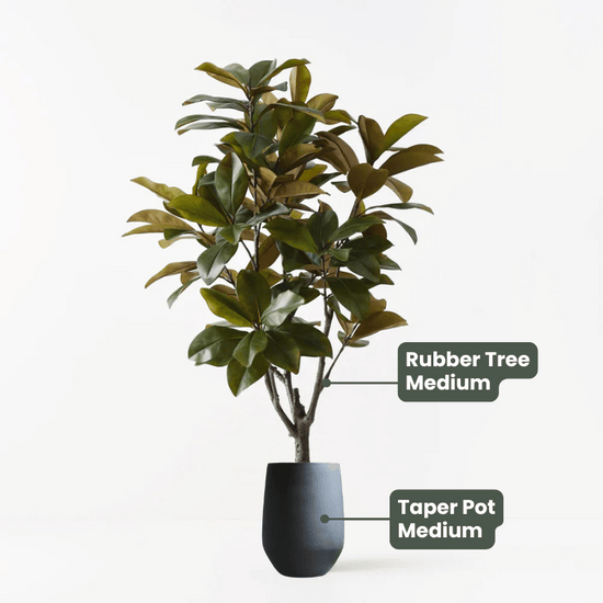 Rubber Tree | Evergreen Walls