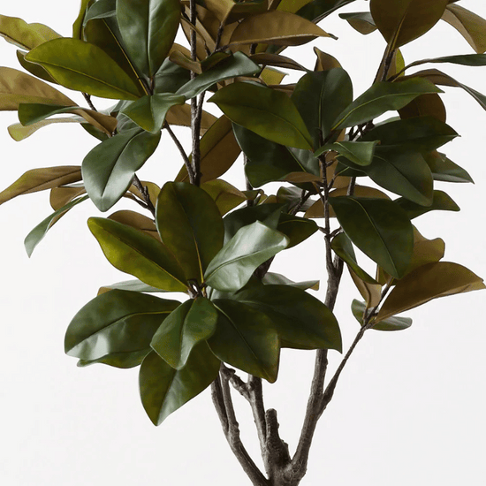 Rubber Tree | Evergreen Walls