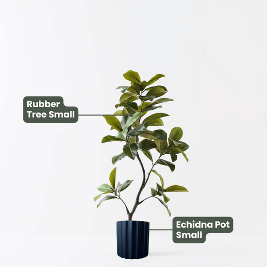 Rubber Tree | Evergreen Walls