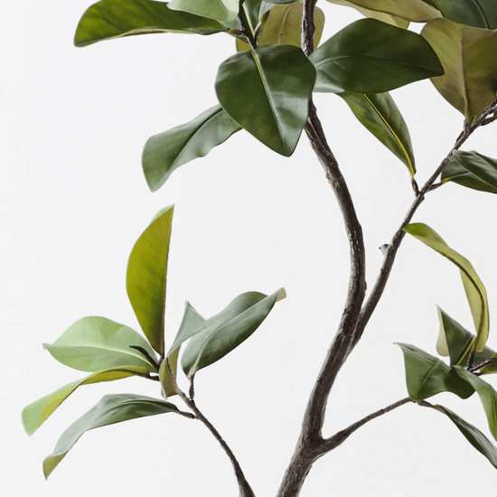 Rubber Tree | Evergreen Walls