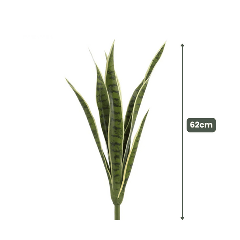 Mother in laws tongue Snake Plant 62cm