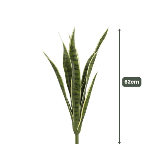 Mother in laws tongue Snake Plant 62cm | Evergreen Walls