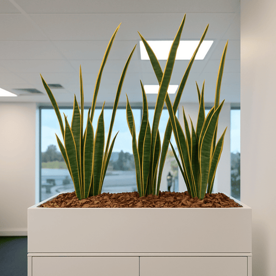 Mother in laws tongue Snake Plant 62cm | Evergreen Walls