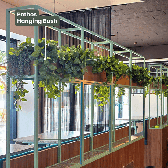 Pothos Hanging Bush Variegated UV | Evergreen Walls