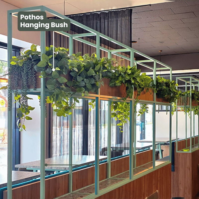 Pothos Hanging Bush Variegated UV