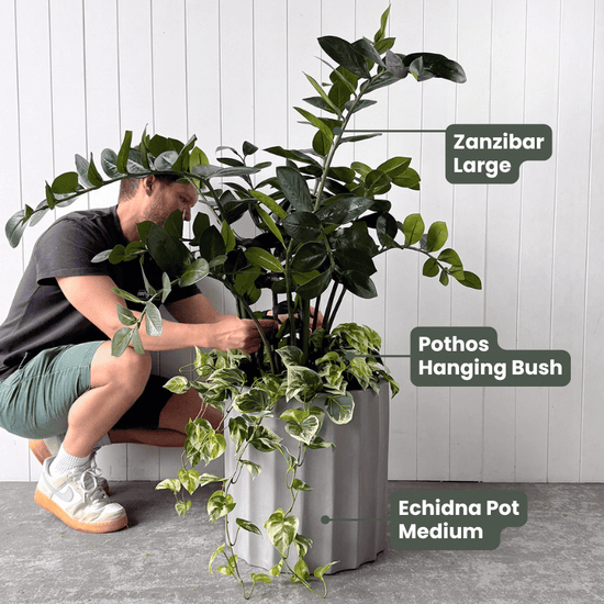 Pothos Hanging Bush Variegated UV | Evergreen Walls