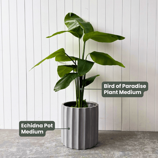 Artificial Bird of Paradise | Evergreen Walls