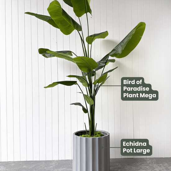 Artificial Bird of Paradise | Evergreen Walls