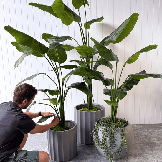 Artificial Bird of Paradise | Evergreen Walls