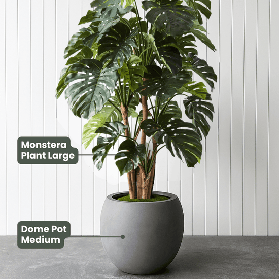 Monstera Plant Green | Evergreen Walls