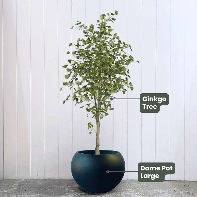 Ginkgo Tree Green 213cmh | Evergreen Walls