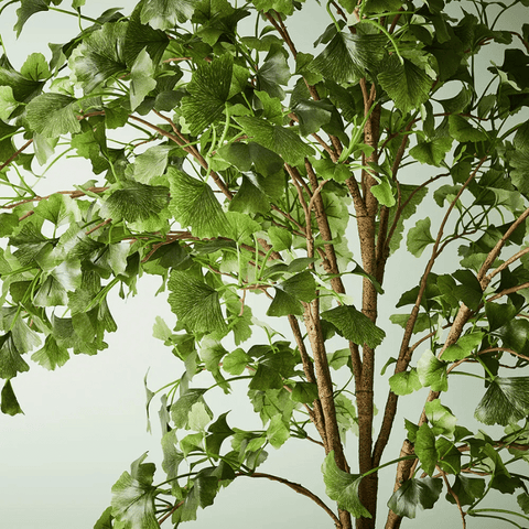 Ginkgo Tree Green 213cmh