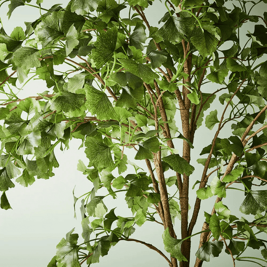 Ginkgo Tree Green 213cmh | Evergreen Walls