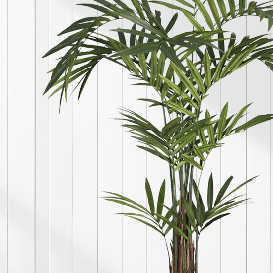 Kentia Palm Tree | Evergreen Walls