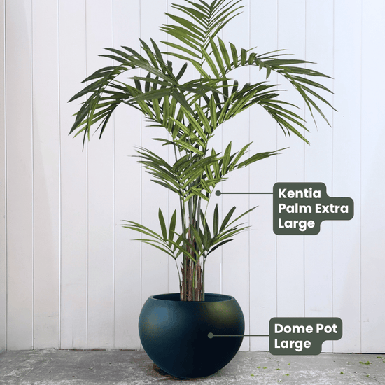 Kentia Palm Tree | Evergreen Walls