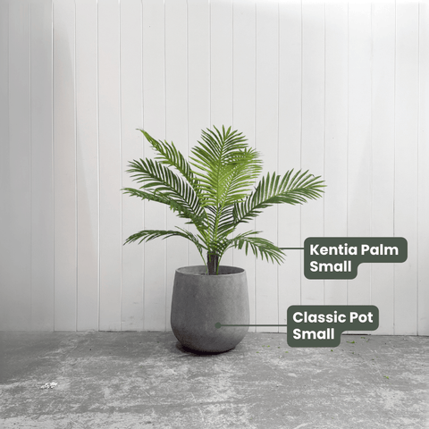 Kentia Palm Tree