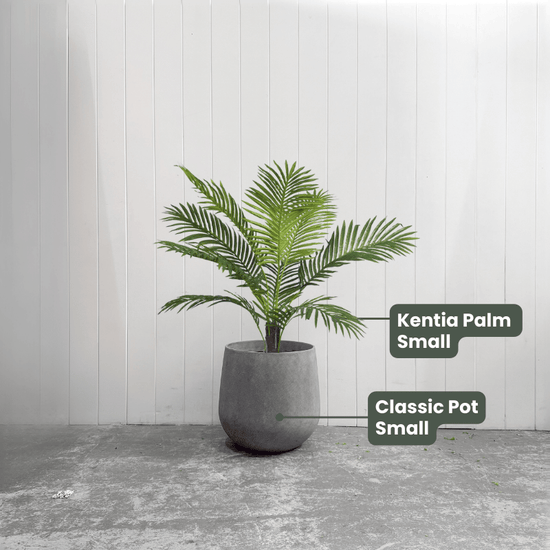 Kentia Palm Tree | Evergreen Walls