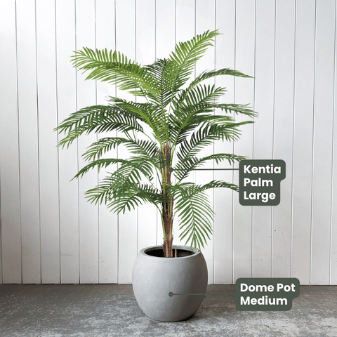 Kentia Palm Tree